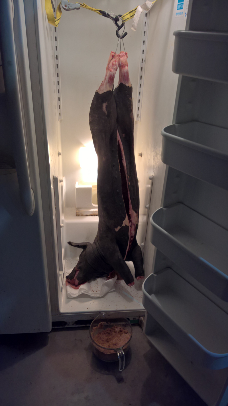 Miss piggy has been hanging in there for 12 days, since she got slaughtered
